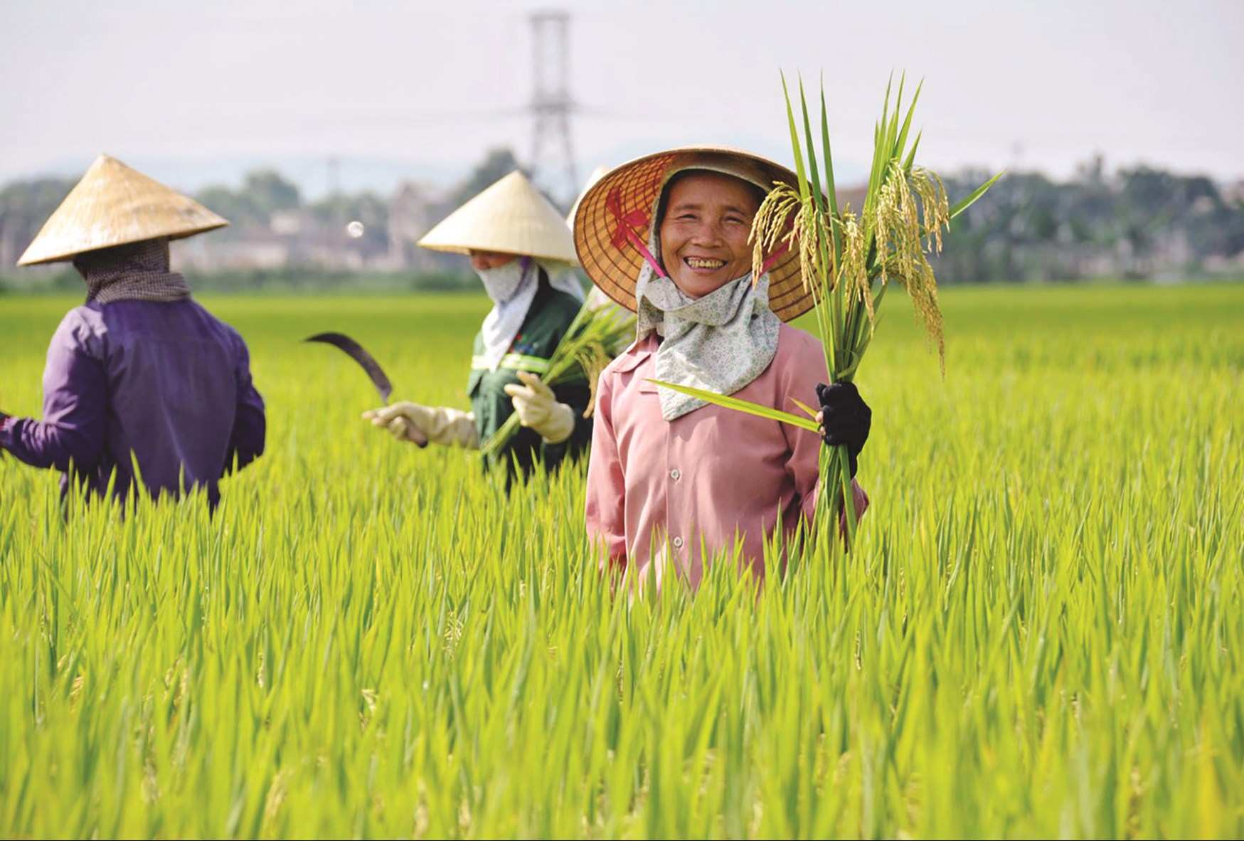 Vietnam farmers, coders